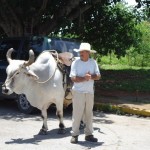 Campesino Copyright Conti-Reisen