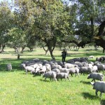 Glückliche Schweine der Extremadura Copyright Conti-Reisen