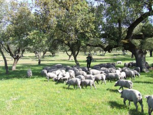 Glückliche Schweine der Extremadura Copyright Conti-Reisen