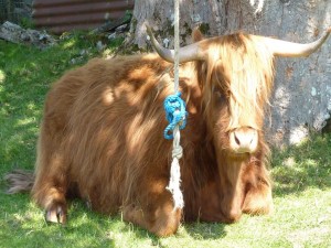 Highland Cow Copyright Conti-Reisen