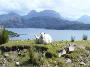 Schafe mit Blcik auf Wester Ross Copyright Conti-Reisen