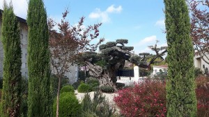 pessac-chateau-pape-clement-park © krumpen