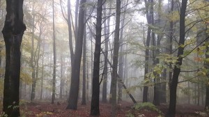 Ojcowski-Nationalpark © Günther Krumpen