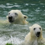 Grönland: Eisbären