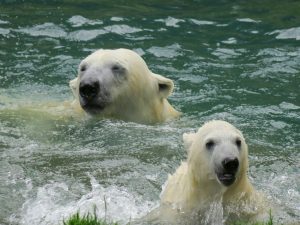 Grönland: Eisbären