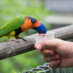 Jurong Bird Park