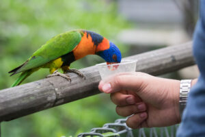 Jurong Bird Park