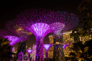 Super Trees by Night
